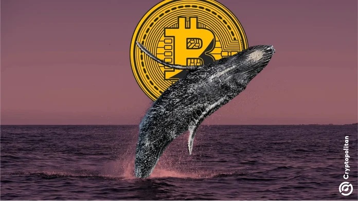 Giá Bitcoin hôm nay 17/1: Làn sóng doanh nghiệp mua Bitcoin bùng nổ